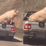 Porcão e cabrito são transportados em caçamba de picape (vídeo)