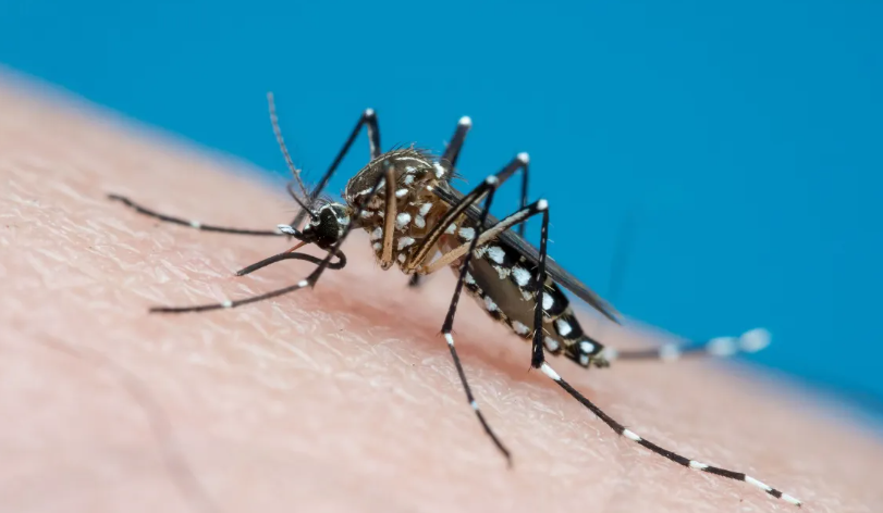 Aedes João Paulo Burini Getty Images