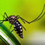 SES divulga painel de monitoramento para infecções transmitidas pelo mosquito Aedes aegypti