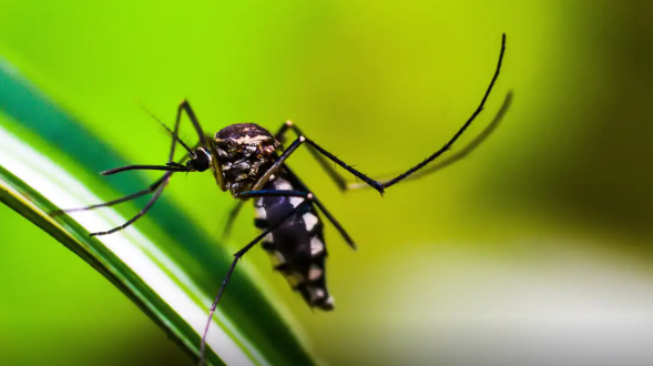 Aedes reprodução